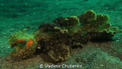 nudibranch by Vladimir Chubenko 